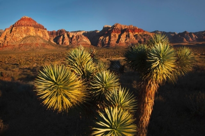 Picture of JOSHUA TREE-YUCCA BREVIFOLIA AND SUNSET ON RED ROCKS-VALLEY OF FIRE STATE PARK-NEVADA