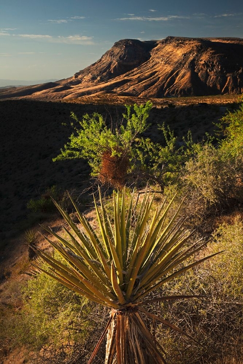 Picture of JOSHUA TREE-YUCCA BREVIFOLIA AND SUNSET ON RED ROCKS-VALLEY OF FIRE STATE PARK-NEVADA