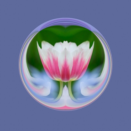 Picture of SINGLE TULIP-LAS VEGAS-NEVADA