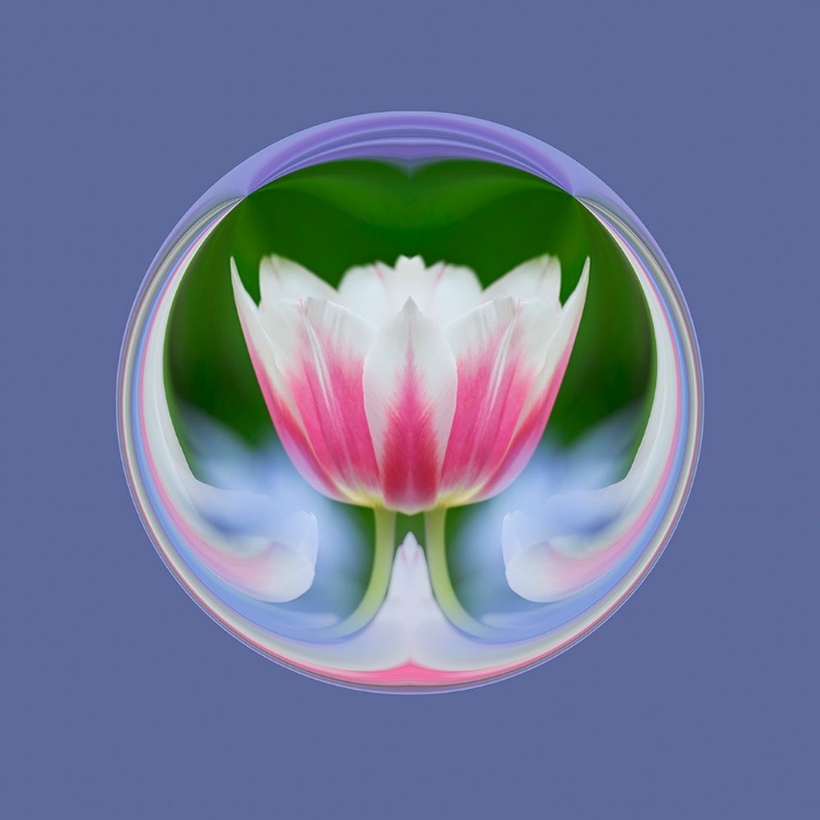 Picture of SINGLE TULIP-LAS VEGAS-NEVADA