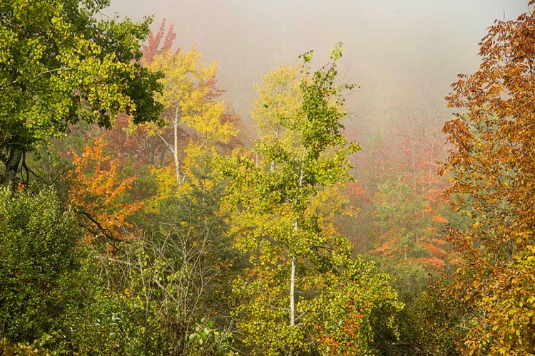 Picture of USA-NEW HAMPSHIRE-FALL FOLIAGE NORTH OF WHITEFIELD-ALONG RT 3