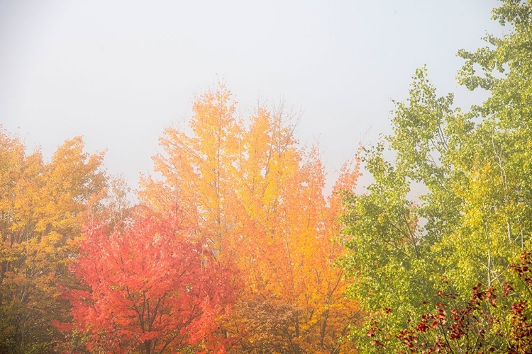 Picture of USA-NEW HAMPSHIRE-FALL FOLIAGE NORTH OF WHITEFIELD-ALONG RT 3