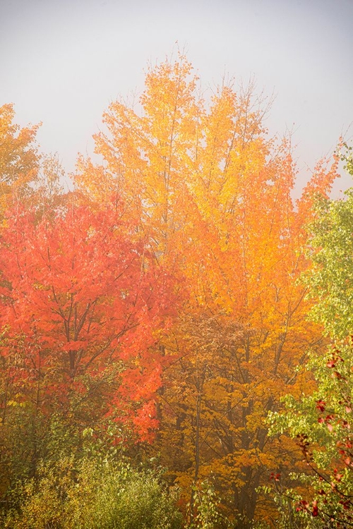 Picture of USA-NEW HAMPSHIRE-FALL FOLIAGE NORTH OF WHITEFIELD-ALONG RT 3