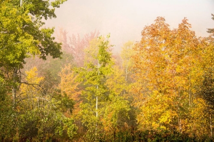 Picture of USA-NEW HAMPSHIRE-FALL FOLIAGE NORTH OF WHITEFIELD-ALONG RT 3