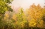 Picture of USA-NEW HAMPSHIRE-FALL FOLIAGE NORTH OF WHITEFIELD-ALONG RT 3