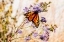 Picture of USA-NEW HAMPSHIRE-BRETTON WOODS-OMNI MOUNT WASHINGTON RESORT PORCH-MONARCH BUTTERFLY ON ASTER