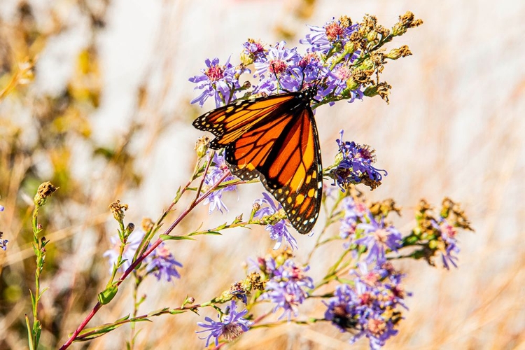 Picture of USA-NEW HAMPSHIRE-BRETTON WOODS-OMNI MOUNT WASHINGTON RESORT PORCH-MONARCH BUTTERFLY ON ASTER