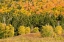 Picture of USA-NEW HAMPSHIRE-FALL FOLIAGE BRETTON WOODS AT BASE OF MOUNT WASHINGTON