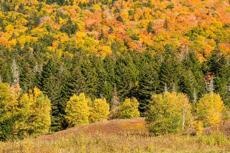 Picture of USA-NEW HAMPSHIRE-FALL FOLIAGE BRETTON WOODS AT BASE OF MOUNT WASHINGTON