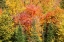 Picture of USA-NEW HAMPSHIRE-FALL FOLIAGE BRETTON WOODS AT BASE OF MOUNT WASHINGTON