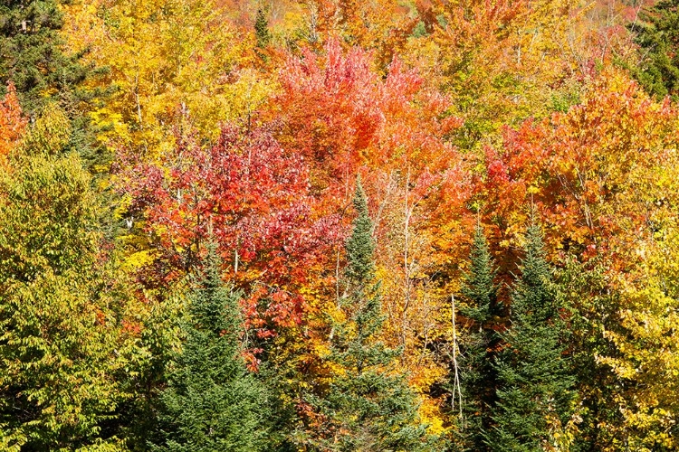 Picture of USA-NEW HAMPSHIRE-FALL FOLIAGE BRETTON WOODS AT BASE OF MOUNT WASHINGTON