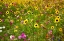 Picture of USA-NEW HAMPSHIRE MERIDIAN PLANTED WITH SUNFLOWERS AND COSMOS FLOWERS ALONG INTERSTATE 95