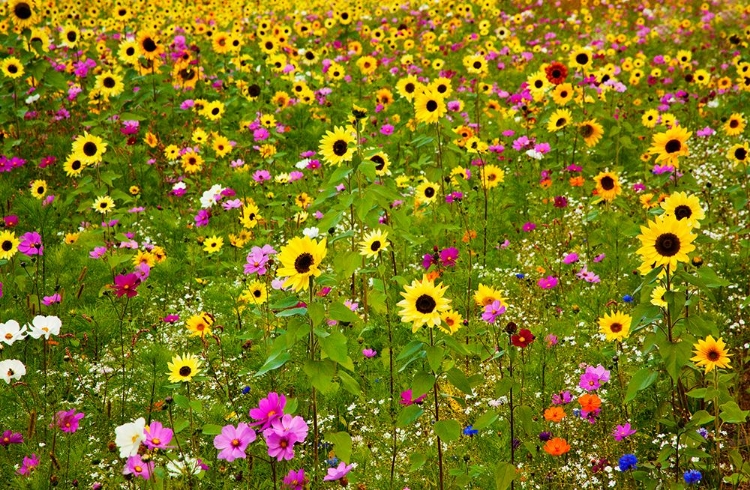 Picture of USA-NEW HAMPSHIRE MERIDIAN PLANTED WITH SUNFLOWERS AND COSMOS FLOWERS ALONG INTERSTATE 95