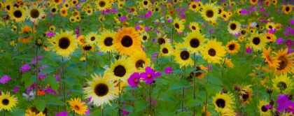 Picture of USA-NEW HAMPSHIRE MERIDIAN PLANTED WITH SUNFLOWERS AND COSMOS FLOWERS ALONG INTERSTATE 95