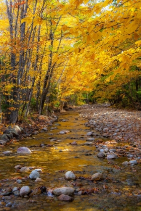 Picture of USA-NEW HAMPSHIRE-WHITE MOUNTAINS NATIONAL FOREST-HIGHWAY 112-SMALL STREAM FALL COLORS OF WHITE BIR