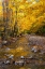 Picture of USA-NEW HAMPSHIRE-WHITE MOUNTAINS NATIONAL FOREST-HIGHWAY 112-SMALL STREAM FALL COLORS OF WHITE BIR
