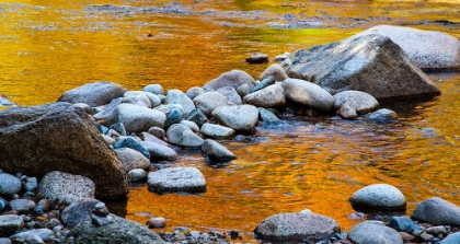 Picture of USA-NEW HAMPSHIRE-WHITE MOUNTAINS NATIONAL FOREST-SWIFT RIVER-GOLDEN FALL COLORS REFLECTED IN ROCKY