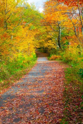 Picture of USA-NEW HAMPSHIRE-FRANCONIA-ONE LANE ROADWAY WITH FALLEN AUTUMN LEAVES AND LINED WITH FALL COLORED 