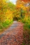 Picture of USA-NEW HAMPSHIRE-FRANCONIA-ONE LANE ROADWAY WITH FALLEN AUTUMN LEAVES AND LINED WITH FALL COLORED 