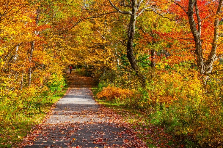 Picture of USA-NEW HAMPSHIRE-FRANCONIA-ONE LANE ROADWAY WITH FALLEN AUTUMN LEAVES AND LINED WITH FALL COLORED 