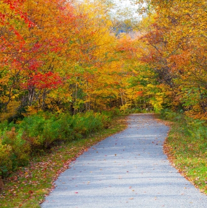 Picture of USA-NEW HAMPSHIRE-FRANCONIA-ONE LANE ROADWAY WITH FALLEN AUTUMN LEAVES AND LINED WITH FALL COLORED 