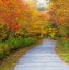 Picture of USA-NEW HAMPSHIRE-FRANCONIA-ONE LANE ROADWAY WITH FALLEN AUTUMN LEAVES AND LINED WITH FALL COLORED 