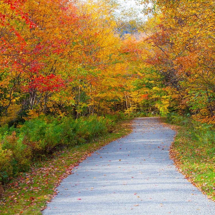 Picture of USA-NEW HAMPSHIRE-FRANCONIA-ONE LANE ROADWAY WITH FALLEN AUTUMN LEAVES AND LINED WITH FALL COLORED 