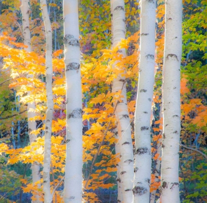Picture of USA-NEW HAMPSHIRE-FRANCONIA-AUTUMN COLORS SURROUNDING GROUP OF WHITE BIRCH TREE TRUNKS