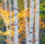 Picture of USA-NEW HAMPSHIRE-FRANCONIA-AUTUMN COLORS SURROUNDING GROUP OF WHITE BIRCH TREE TRUNKS
