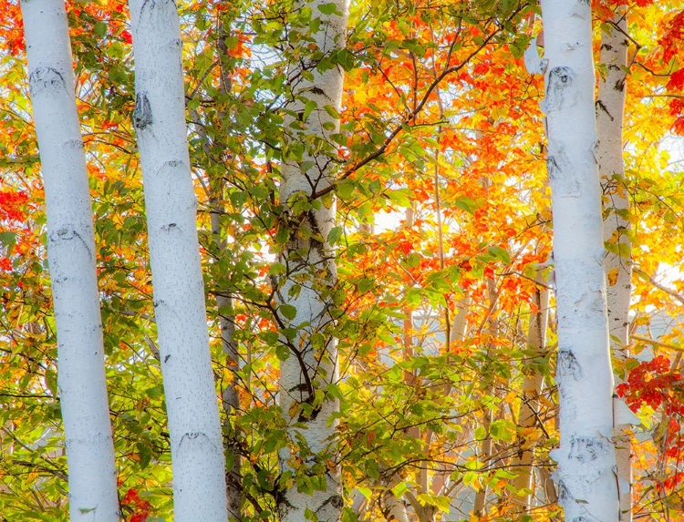 Picture of USA-NEW HAMPSHIRE-FRANCONIA-AUTUMN COLORS SURROUNDING GROUP OF WHITE BIRCH TREE TRUNKS