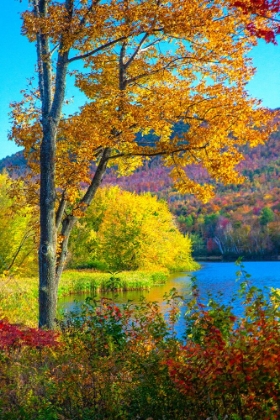 Picture of USA-NEW HAMPSHIRE-FRANCONIA-SMALL LAKE SURROUNDED BY FALL COLOR OF MAPLE-WHITE BIRCH-AND AMERICAN B