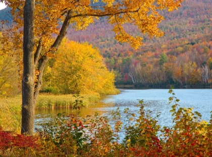 Picture of USA-NEW HAMPSHIRE-FRANCONIA-SMALL LAKE SURROUNDED BY FALL COLOR OF MAPLE-WHITE BIRCH-AND AMERICAN B