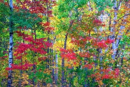 Picture of USA-NEW HAMPSHIRE-GORHAM-FALL COLORS WITH GROVE OF WHITE BIRCH AND MAPLE TREES