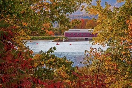 Picture of USA-NEW HAMPSHIRE-GORHAM-FALL COLORED TREES FRAMING ANDROSCOGGIN RIVER NEAR DAMN SITE