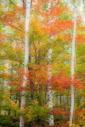 Picture of USA-NEW HAMPSHIRE-GORHAM-WHITE BIRCH TREE TRUNKS SURROUNDED BY FALL COLORS FROM MAPLE-BEECH AND BIR