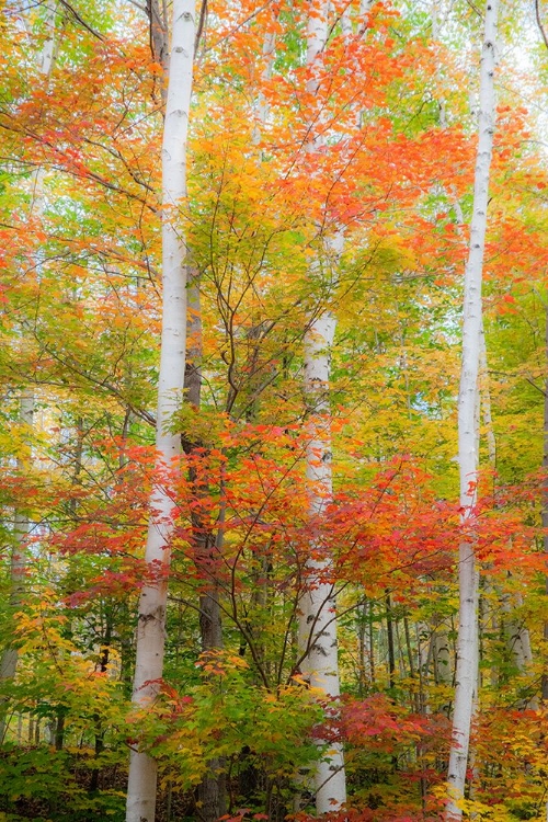 Picture of USA-NEW HAMPSHIRE-GORHAM-WHITE BIRCH TREE TRUNKS SURROUNDED BY FALL COLORS FROM MAPLE-BEECH AND BIR