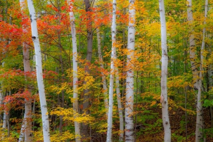 Picture of USA-NEW HAMPSHIRE-GORHAM-WHITE BIRCH TREE TRUNKS SURROUNDED BY FALL COLORS FROM MAPLE-BEECH AND BIR