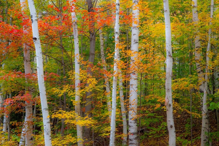 Picture of USA-NEW HAMPSHIRE-GORHAM-WHITE BIRCH TREE TRUNKS SURROUNDED BY FALL COLORS FROM MAPLE-BEECH AND BIR