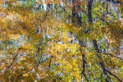 Picture of USA-NEW HAMPSHIRE-GORHAM AUTUMN COLORS REFLECTED IN SMALL POND