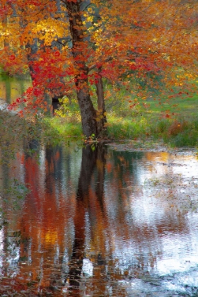 Picture of USA-NEW HAMPSHIRE-JACKSON-AUTUMN IN NEW ENGLAND WITH FALL COLOR OF MAPLE TREE REFLECTED IN SMALL PO