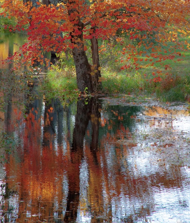 Picture of USA-NEW HAMPSHIRE-JACKSON-AUTUMN IN NEW ENGLAND WITH FALL COLOR OF MAPLE TREE REFLECTED IN SMALL PO