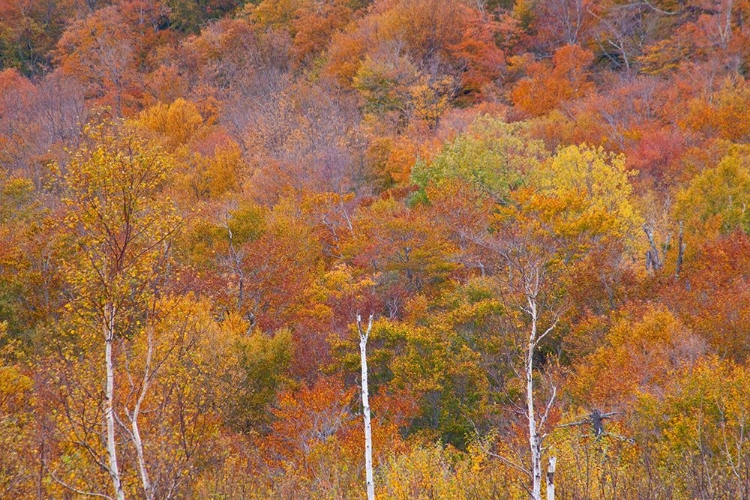 Picture of USA-NEW HAMPSHIRE-NEW ENGLAND FALL COLORS ON HILLSIDES ALONG HIGHWAY 16 NORTH OF JACKSON