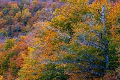 Picture of USA-NEW HAMPSHIRE-NEW ENGLAND FALL COLORS ON HILLSIDES ALONG HIGHWAY 16 NORTH OF JACKSON