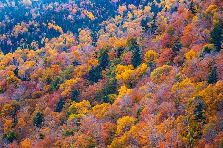 Picture of USA-NEW HAMPSHIRE-NEW ENGLAND FALL COLORS ON HILLSIDES ALONG HIGHWAY 16 NORTH OF JACKSON