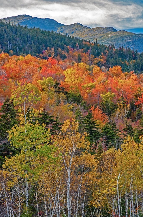 Picture of USA-NEW HAMPSHIRE-NEW ENGLAND FALL COLORS ON HILLSIDES ALONG HIGHWAY 16 NORTH OF JACKSON