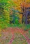 Picture of USA-NEW HAMPSHIRE-NEW ENGLAND TRACKS INTO HARDWOOD FOREST AUTUMN