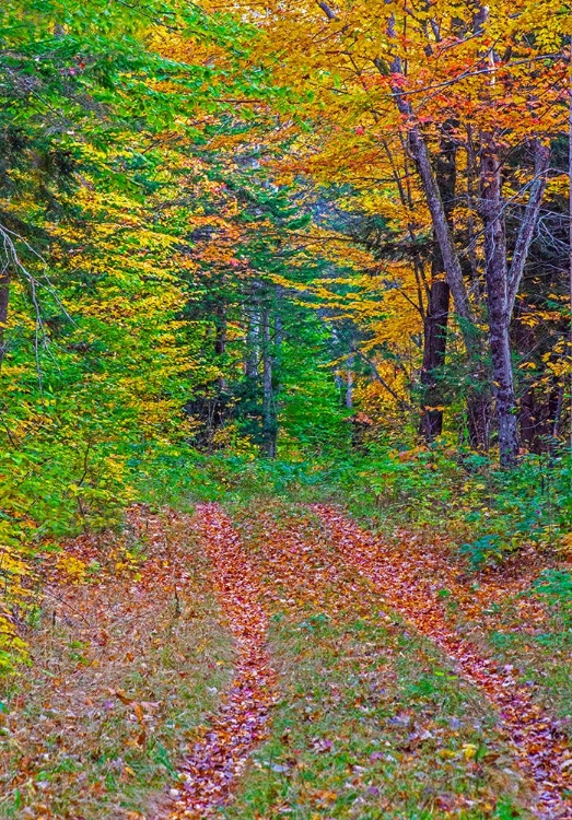 Picture of USA-NEW HAMPSHIRE-NEW ENGLAND TRACKS INTO HARDWOOD FOREST AUTUMN