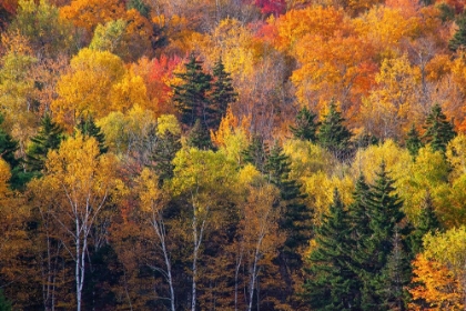 Picture of USA-NEW HAMPSHIRE JUST NORTH OF JACKSON ON HIGHWAY 16 WITH THE HILLSIDE COVERED IN AUTUMNS COLORS