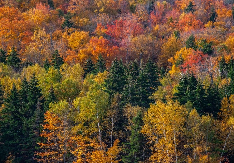 Picture of USA-NEW HAMPSHIRE JUST NORTH OF JACKSON ON HIGHWAY 16 WITH THE HILLSIDE COVERED IN AUTUMNS COLORS