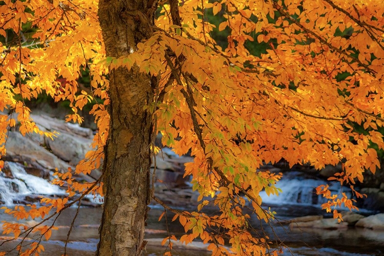 Picture of USA-NEW HAMPSHIRE-JACKSON-JACKSON FALLS WITH AMERICAN BEECH IN FULL AUTUMN COLOR DISPLAY